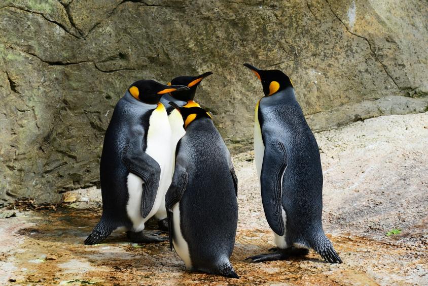 Apps to install - King Penguins - Pixabay