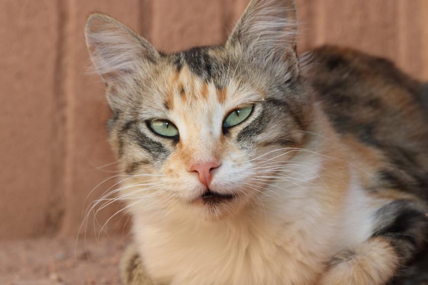 Suspicious Activities - Morocco Ouarzazate Stray on Pixabay